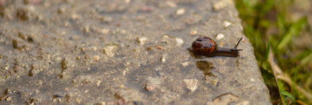 Snail crawls on the ground wet from the rain, snail mucin, collagen, which makes the skin elastic and is used in cosmetology.の写真素材