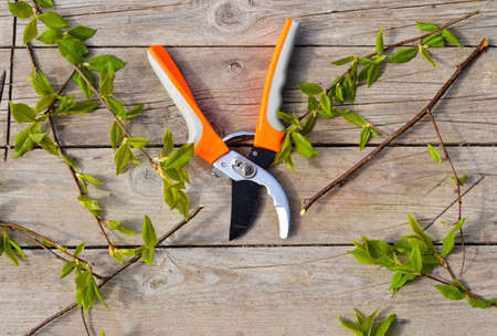 Banner gardening tools, pruning shears with orange handles and cut branches of young currants lie on a wooden background, top view.の写真素材