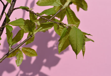 Banner whith natural branch shadows are blurred on light pink pastel color wall at home at sunrise....