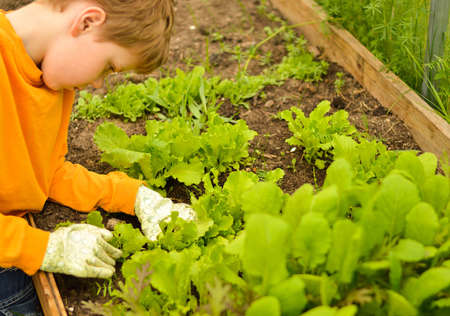 A young Caucasian boy dressed in gardening gloves takes care of the garden, weeds in the garden. Growing plants, bio-organic food, vitamins.の写真素材