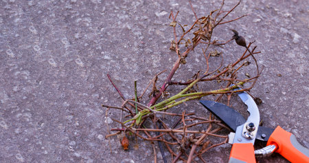 Top view of a pruner with orange handles and dry and sick pruned branches of roses. The concept of...