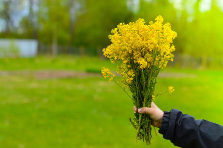 Close-up of a bouquet of yellow wild flowers in the hands of an unknown person of Caucasian origin....
