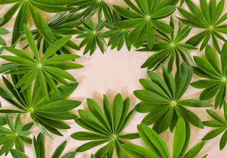 lupine leaves lie on a beige background. Lupine plant before flowers, green star shaped unique leaf shape. copyspace.の写真素材