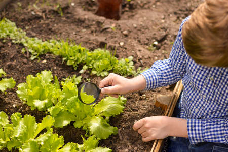 A Caucasian boy working in the garden studies a lettuce leaf through a magnifying glass, looking for pests. Teaching a student in rural areas to observe, nature study, spring outdoors, a future botanist.の写真素材