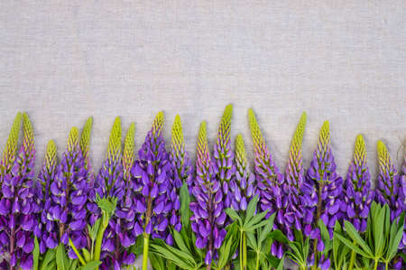 Beautiful bouquet flowers of purple lupines on the natural linen gray background Zero waste concept with space for your textの写真素材