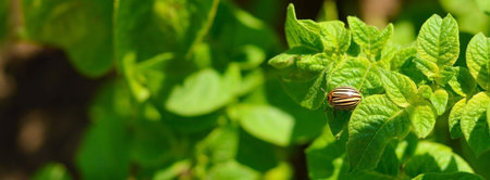 Banner Larvae of the Colorado potato beetle eat a potato leaf. close up. the concept of protecting...