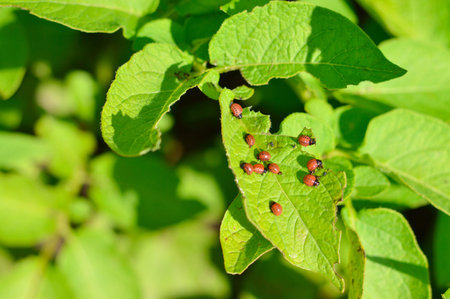Larvae of the Colorado potato beetle eat a potato leaf. close up. the concept of protecting this...