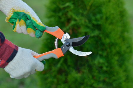 A gardener's gloved hands hold a pruner against a background of green thuja, a gardening concept.