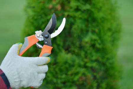 A gardener's gloved hands hold a pruner against a background of green thuja, a gardening concept.の写真素材