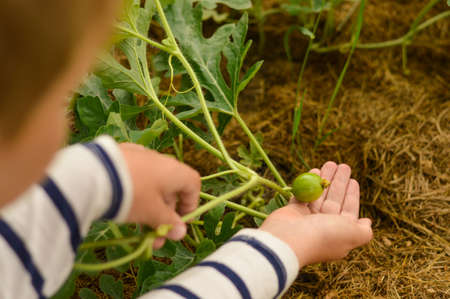 A child holds a small watermelon fruit in his hands, selective focusの写真素材