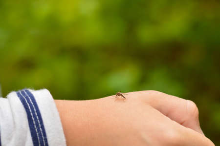 Close up a child's hand from a mosquito bite. Mosquito drinks blood on the arm.の写真素材