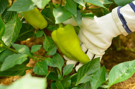 Boy works in a greenhouse with vegetables. Natural vitamin food vegetable. Tasty ripe and unripe...