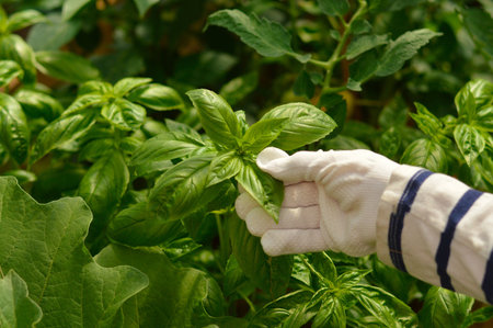 basil plant in the garden or greenhouse. Farmer hands in white gloves picking fresh basil in the greenhouse. This green is a source of vitamins and antioxidants, superfood.の写真素材
