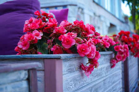 Beautiful red begonias in a street cafe with pillows on the embankment in the city. A calm appearance on a sunny summer day.の写真素材