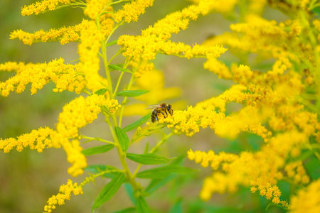 Allergy to pollen and plants. Detail of a honey bee pollinating yellow Ambrosia flowers with warm...