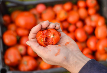 Crushed tomato by male hand against the background of a box with a large number of tomatoes. selective focus. The concept of diet and eating healthy.の写真素材