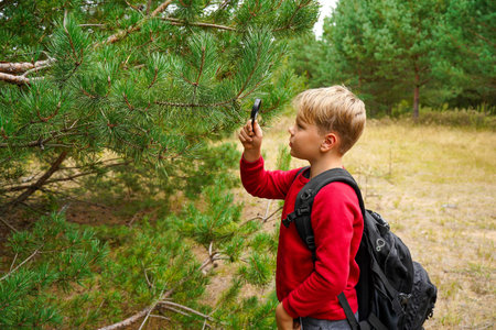 A schoolboy boy explores nature with a magnifying glass. A child looks at a pine branch with a...