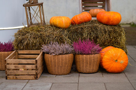 Stack of dried firewood from birch wood. Harvesting wood for the winter. firewood background. selective focusの写真素材