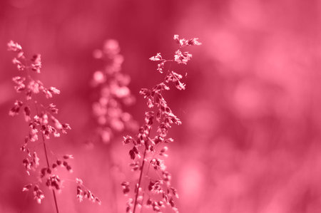 Grassland background in summer nature. selective focus. Tinted image, color of the year 2023 viva...