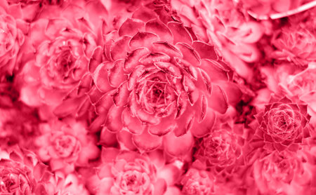 Beatiful echeveria is a stone rose, a plant of the succulent genus and the Tolstyankov family....