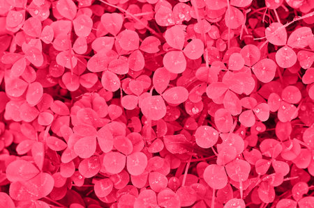 the view from the top Background from plant clover four leaf with dew drops. Irish traditional symbol. St.Patrick's Day. tinted imageの写真素材