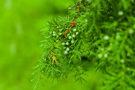 Bunch of juniper berries on a green branch in autumn.の写真素材