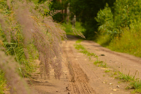 Pampas grass outdoors in light pastel colors. Abstract natural background of soft plantsの写真素材