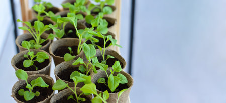Beautiful petunia flower seedlings in peat pots grown at home under full spectrum agrolamps. Healthy seedling care. Growing petunias at home in spring.の写真素材