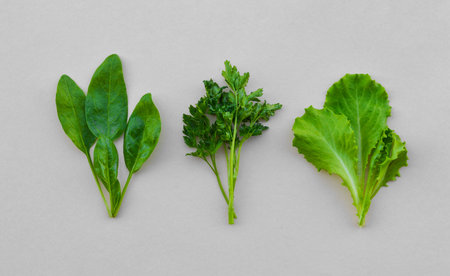 Variety of green vegetables spinach, parsley, lettuce on a beige background. top view. Healthy food concept, vegan, diet, wholesome food, vitamins, sprouts, grass, life, healthy skin, raw diet bio organicの写真素材