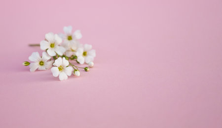 beautiful white spring flowers on pink backgroundの写真素材
