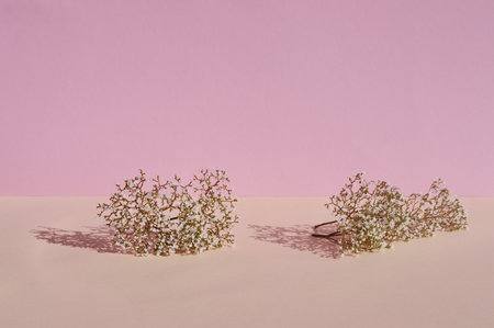 Dry white flowers on a beige-pink background, a place for your designの写真素材