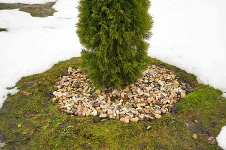 Snow melting around a thuja growing in a garden or park in the early springの写真素材