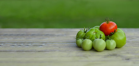 Green tomato on wooden background. Raw green tomato on table for supperの写真素材