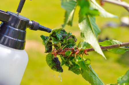 spray bottle and spraying chemical liquid on cherry leaves with aphids in summer day. Fruit trees treatment from parasites attack. garden problems and solutions. closeup.の写真素材