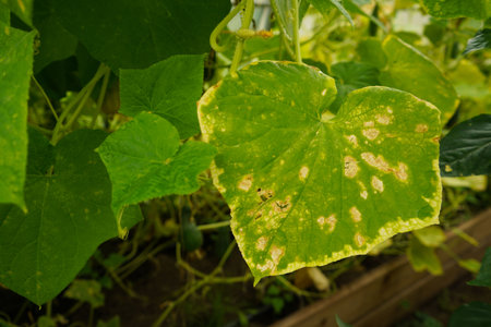 Cucumber leaves affected by downy mildew. Plant leaf disease. Cucumber disease. Peronosporosis. False powdery mildew.の写真素材