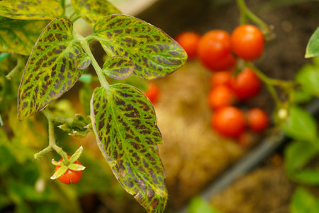 magnesium chlorosis on tomato leavesの写真素材