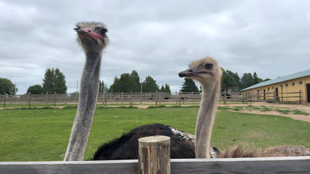 African ostrich head close up on ostrich farm. funny ostrich. ostrich portraitの写真素材