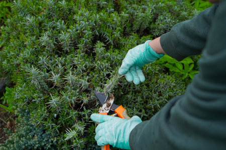 A gloved hand carefully prunes a lavender plant with secateurs. It's time for seasonal garden work.