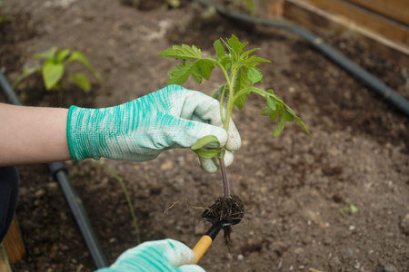 Farmer planting tomato seedling into soil in summer garden wearing gloves. Growing vegetables....