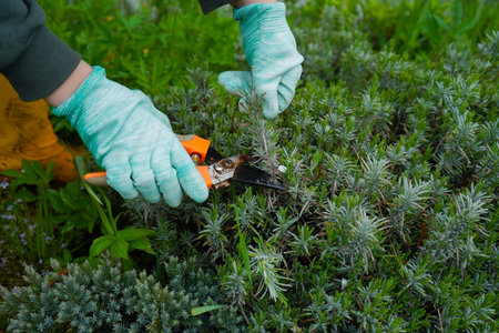 A hand in gloves holds pruning scissors as it cuts back a lavender bush. It's the season for garden...