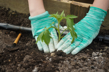 Close up hands planting tomato seedling on gardenの写真素材