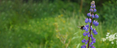 Bumblebee on a blooming lupine flower on a green background. summerの写真素材