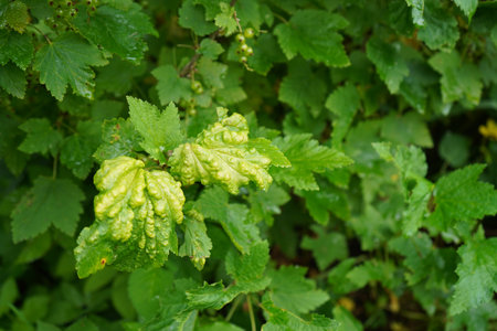 Close-up of current leaves showing visible signs of disease or pest infestation. The foliage appears discolored, with spots,deformities, or fungal growth, indicating plant health problems.の写真素材