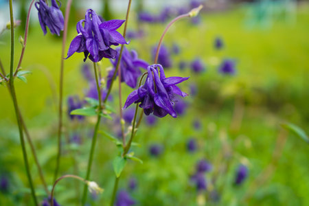 Garden scene with delicate purple bell flowers in full bloom, accompanied by lush green foliage. Nature concept for designの写真素材