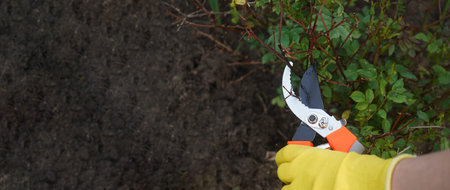 Gardeners hand in protective gloves with garden pruner making spring pruning of rose bush