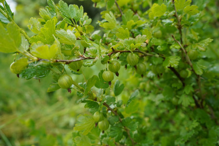 View to fresh green gooseberries on a branch of gooseberry bush in the garden. Close up view of the organic gooseberry berry hangs on a branch under the leaves.の写真素材