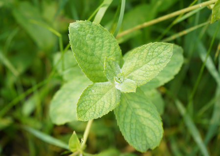 Green Mint Plant Grow Background close up. Mint leaf.の写真素材