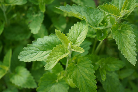 Green leaves of young Melissa. Lemon balm. Herb garden. High quality photoの写真素材