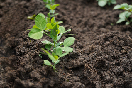 Pea shoots sprouting from the ground close-up. Microgreens as a health benefit.の写真素材