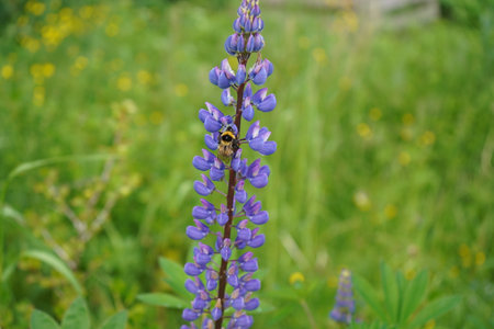 Close-up shot of a bumblebee visiting blue-pod lupine (Lupinus polyphyllus) in a meadow in summerの写真素材